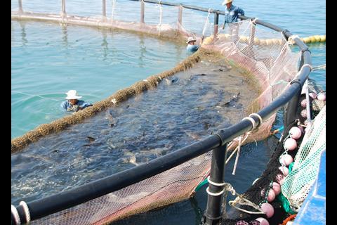Bringing cobia to the edge of a cage prior to harvest. Cobia is an extremely fast growing species and it takes just under 12 months to reach 5kg which is said to be ideal for processing for sale in Europe